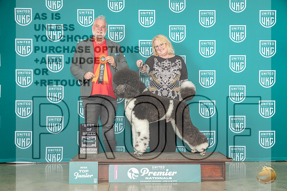 Poodle Std MC #454 Thur Top10BOB Judge Matthew ProctorMJP_4169_Premier2023_HR3