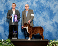 Australian Shepherd #150 Sun BOW Ray Schafer Judge Bruce Barnes