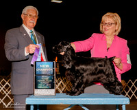 Cocker Spaniel Back #6 Sun NC BOS Miller Linda and Cari Jean Stanley Judge Charles Trotter