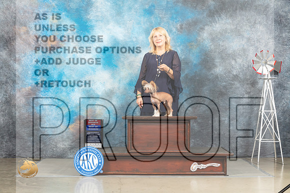 Chinese Crested #55 Thur BOWBOS Judge Joan Liebes_MJ_3510_Amarillo_2022_HR3