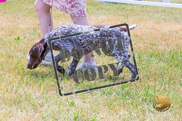 German Shorthaired Pointer Wed Rings_JJL_0026_Premier2023