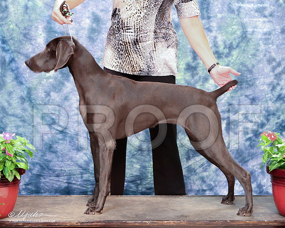 Weim-8173-HR