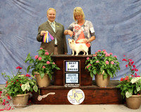 WP Chihuahua Long BOB #5 Sun