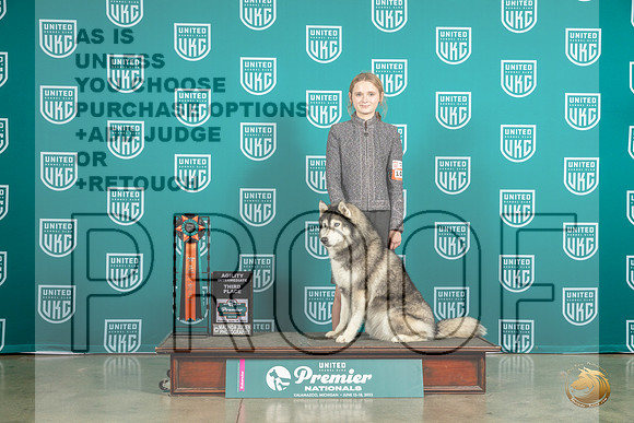 Siberian Husky #1035 Thur AgilityEX3MJP_6337_Premier2023_HR3