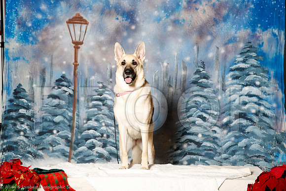 _ST_1312-PetsWestDec2015-HR3