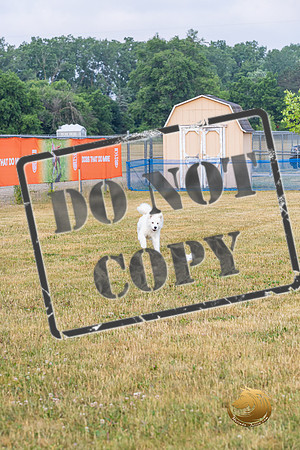 Lure Coursing Fri_JJL_0732-Premier2023