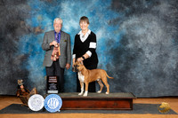 American Staffordshire Bull Terrier #5 Sat PG2 Judge Robert Stein