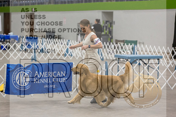 Golden Retriever #35 Sun Rings_JJL_8718_Abilene2023-HR3