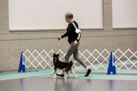 Alaskan Klee Kai Fri Ring 1 2