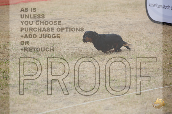 Precision Coursing Longview WA 2024 Longhaired Dachshund_JJL_3384_Longview WA_2024_HR3