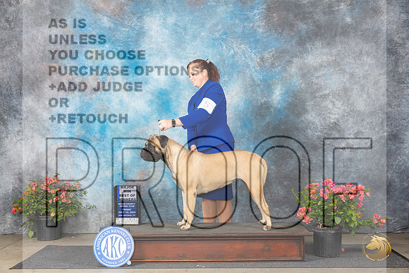 Bullmastiff #12 Fri BOWM Judge Wendy G Willhauck__JP_3988_San Antonio_2024_HR3