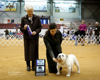 Bulldog #41 Sun  BOW Maj Love Betsy, & Joel & Cindy Wilson Agent Betsy Love Judge P Hartinger