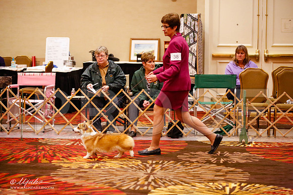 _JJ_0121-HstnCorgiFeb2015-HR3