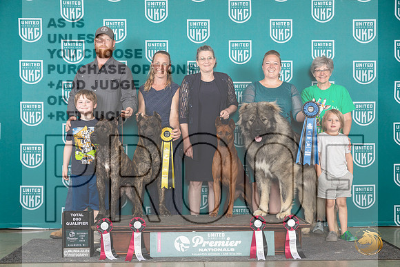 Cane Corso Thai Ridgeback Ovcharka Group TD Sat__JP_2760_Premier_2024_HR3