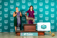 American Hairless Terrier #442 Sat TDRBIS Judge Renee Strong
