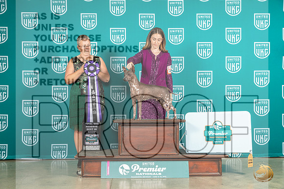 American Hairless Terrier #442 Sat TDRBIS Judge Renee StrongMJP_5685_Premier2023_HR3