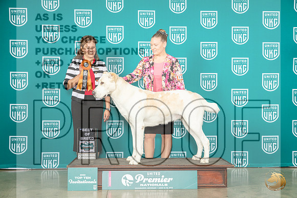 Central Asian Shepherd Dog #1310 Thurs T10 Judge Patricia TillMJP_3911_Premier2023_HR3