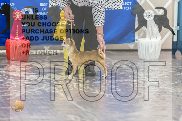 Chihuahua Smooth #22 FriJJL_3739_HstnTOY_2022_HR3