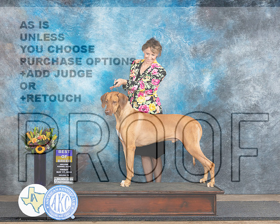 Rhodesian Ridgeback #5 Fri BOB Judge Rick Gschwender_JP_9297e_Abilene_2024-HR3
