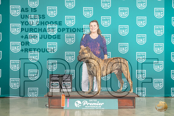 Presa Canario #645 RGC MJP_5851_Premier2023_HR3
