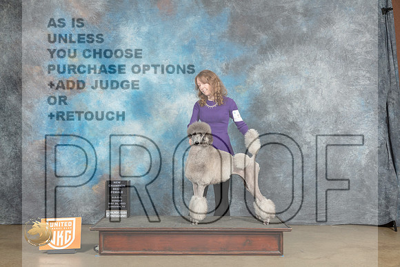 Poodle Std #195 Sun BF Judge Michelle Blackowl Chavez rMJP_2942_UKCLNVWMAY2023_HR3