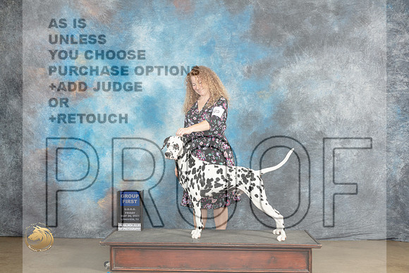 Dalmatian #123 Fri BOB - G1 Judge Malinda JulienMJP_1937_UKCLNVWMAY2023_HR3