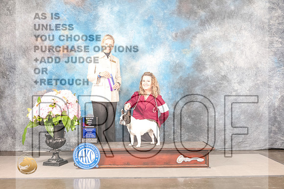 French Bulldog #20 Sat BOW Judge Patricia Sosa rFrench Bulldog #20 Sat BOW Judge Patricia Sosa r_MJ_7787_Houston_2022_HR3_Houston_2022_HR3