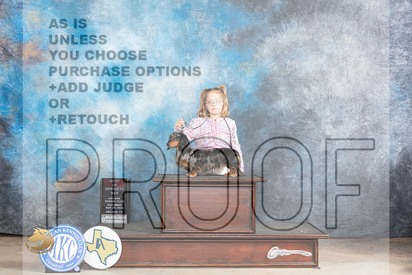 Dachshund Long Haired #8 SAT BOS Judge Gary AndersonMJP_0852_Abilene_2023_HR3