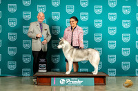 Siberian Husky #1297 Sun CH Judge David Kittredge