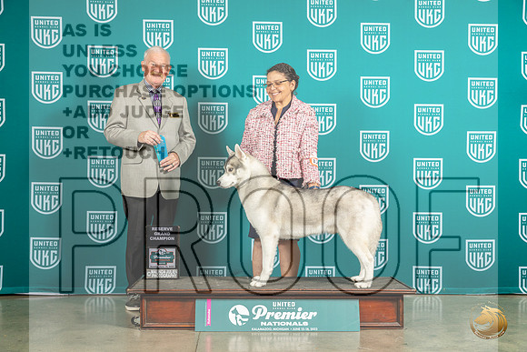 Siberian Husky #1297 Sun CH Judge David KittredgeMJP_6047_Premier2023_HR3