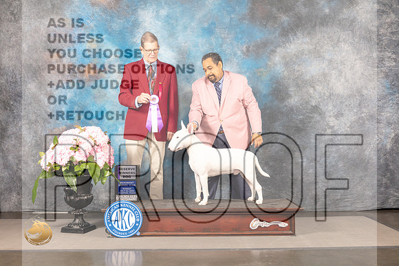 Bull Terrier White #23 SUN RWD Judge Gene Hains_MJ_7568_Houston_2022_HR3_10