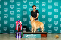 Golden Retriever #258 All Wins