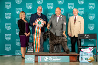 Kerry Blue Terrier #? Thurs Top10 BIS Judges Trammell Proctor Kitterege