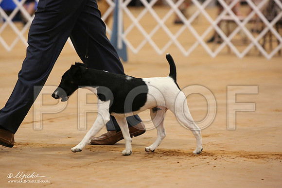 FoxTerSm-0738-Tex2013 HR3