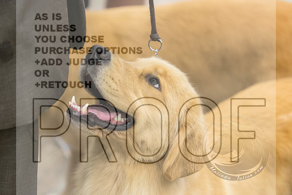 Golden Retriever #12 Rings Fri_JJL_8196_Abilene2023-HR3