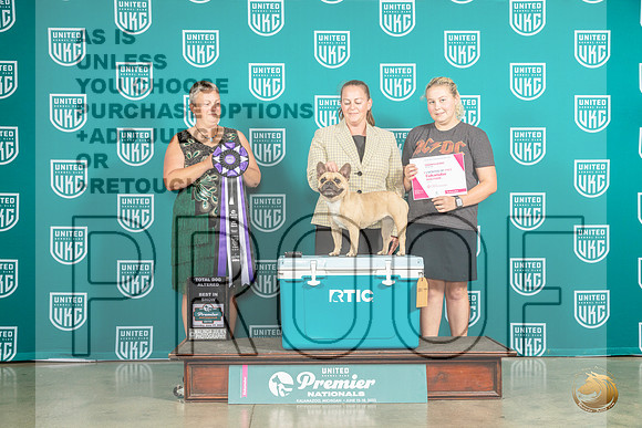 French Bulldog #1277 Sat TDRBIS Judge Renee StrongMJP_5672_Premier2023_HR3