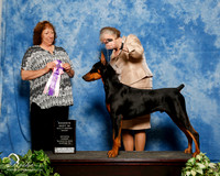 Doberman Pinscher #? Sun RBIS Debbie Markwardt Judge Anna Baughn