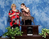 American Hairless Terrier #124 Sun NC Lisa Skipper Judge Linda Hughes