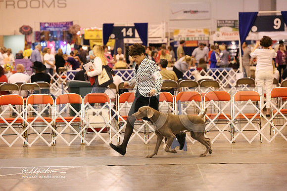 Weim-1132-HR