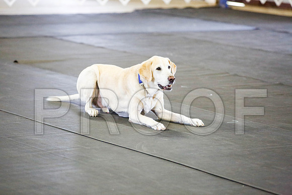 _CA_0454-DFWLabNov2015-©JulienLambertphoto.com-HR3