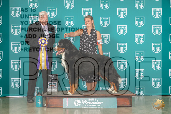 Bernese Mountain Dog #1143 Fri RBIS Judge Pat O'DonnellMJP_4857_Premier2023_HR3