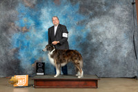 Silken Windhound #BB4 #180 Sat Best of Breed