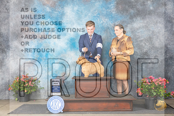 Norwich Terrier #33 Fri SD Judge Elizabeth ‘Beth’ Sweigart__JP_4112_San Antonio_2024_HR3