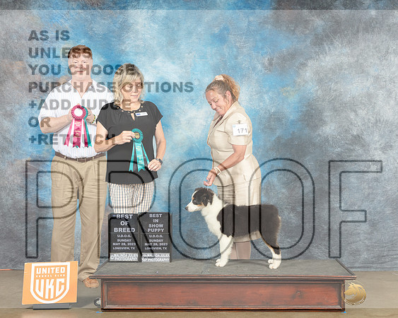 Miniature American Shepherd #171 Sun BOB Lynn Martin Ronny Junkins-MJP_2838e_UKCLNGVWMAY 2023-HR3