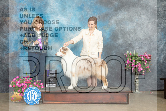 Australian Shepherd #27 Sat WD Judge Linn Klingel Brown_MJ_6598_ARK2023_HR3