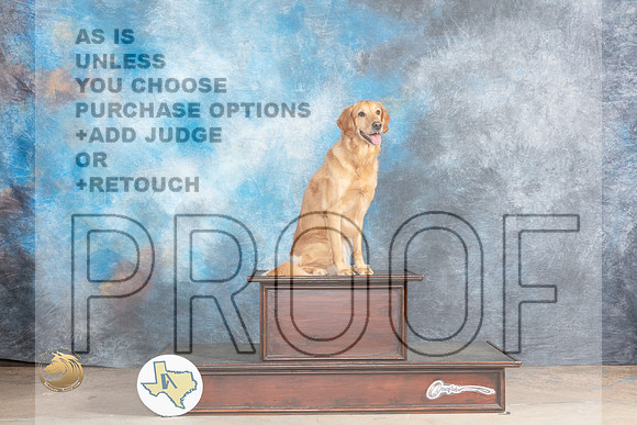 Golden Retriever #32 Sat PortraitMJP_0636_Abilene_2023_HR3