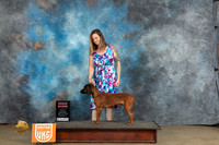 Bavarian Mountain Hound #187 Sat G2 Judge Chandra Martin
