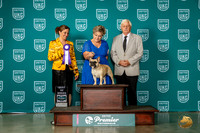 French Bulldog #894 Fri BOB Judge Tricia Till