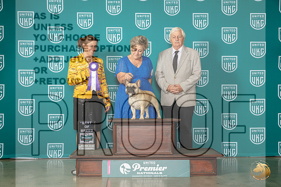 French Bulldog #894 Fri BOB Judge Tricia TillMJP_4808_Premier2023_HR3