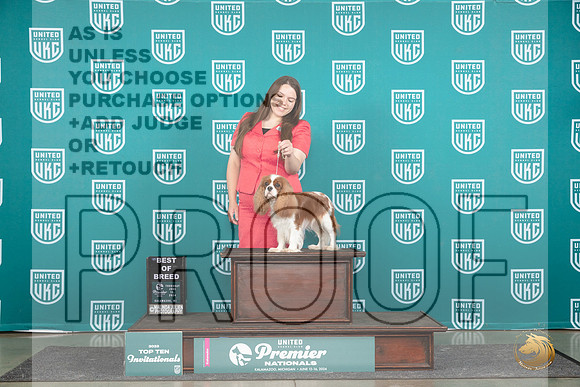Cavalier King Charles Spaniel #784 Thur T10BOB Judge Sharon Griffin__JP_0762_Premier_2024_HR3